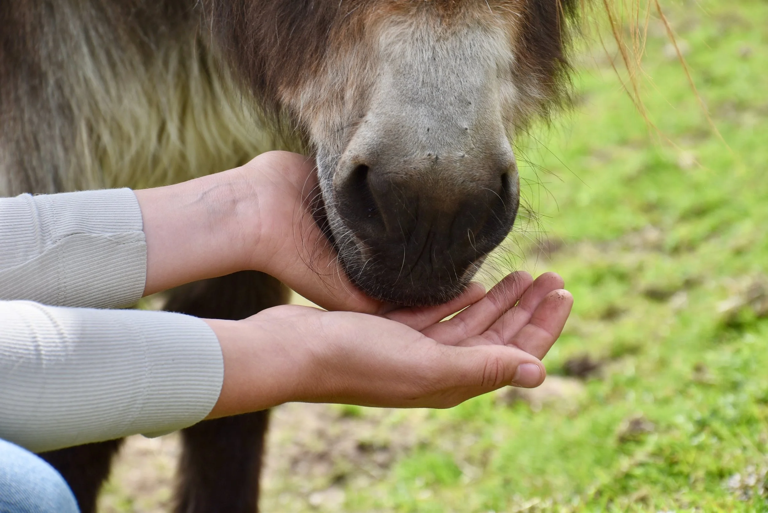 Donkey_hand.jpeg