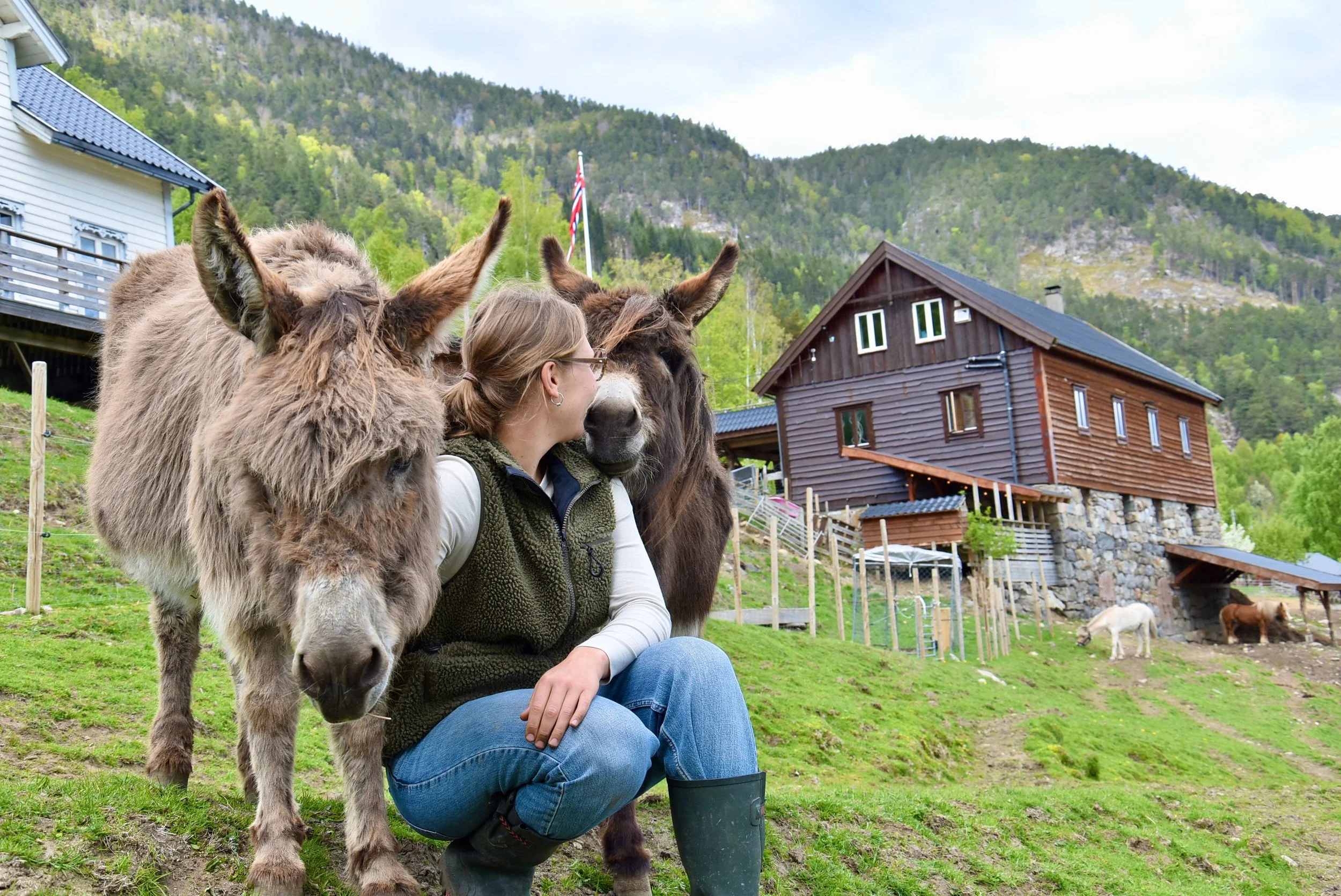Donkey_fjosen.jpeg