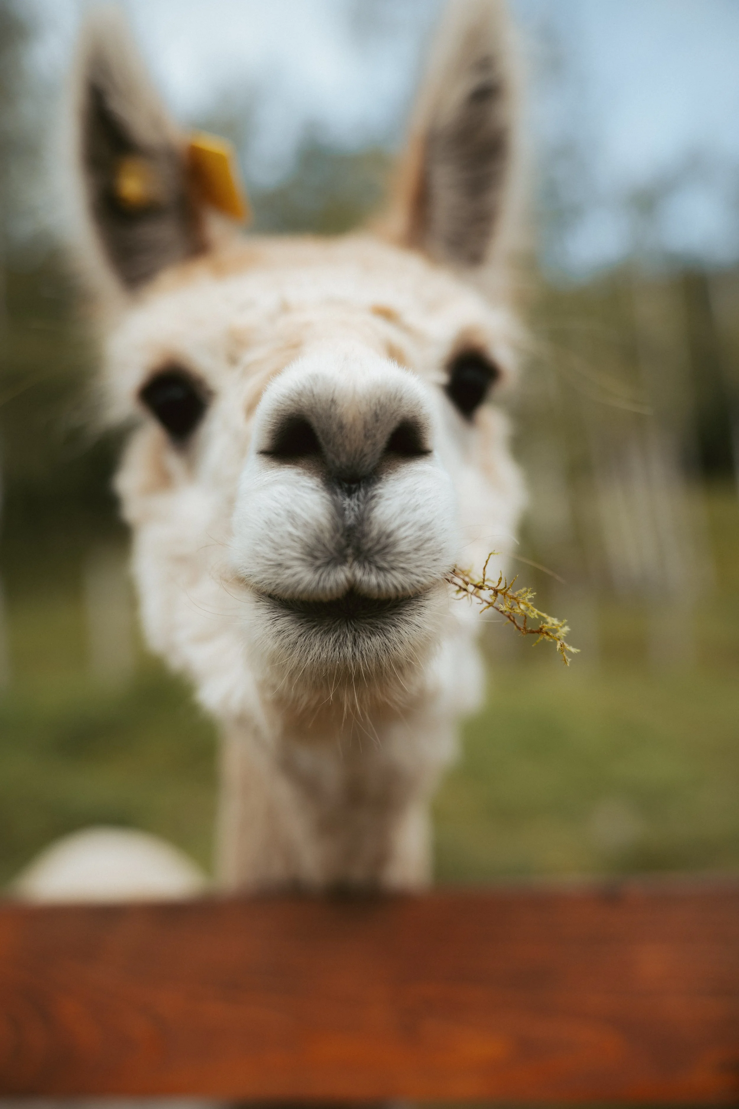 Alpaca_Lea.jpg