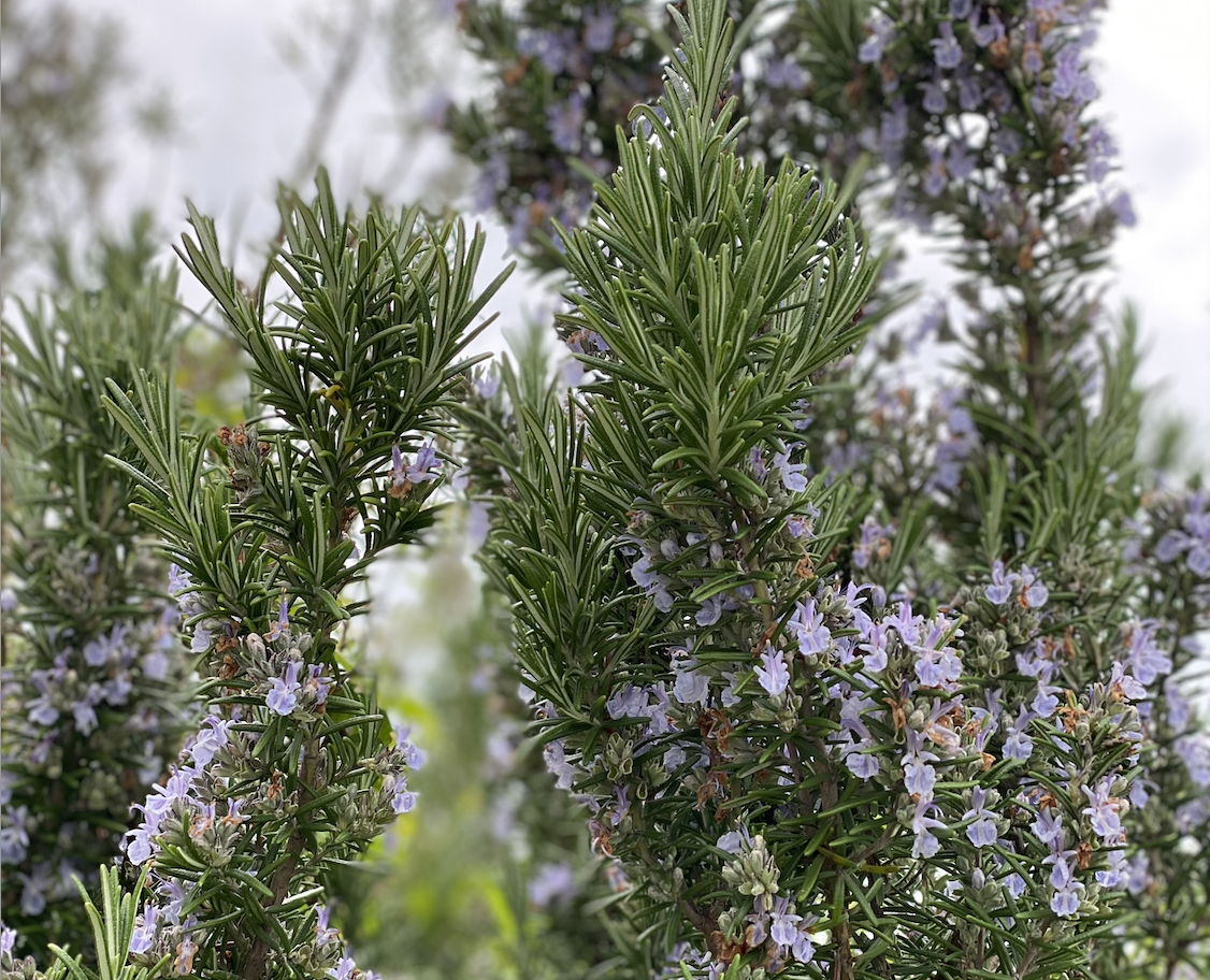 Ophelia’s Rosemary for Remembrance