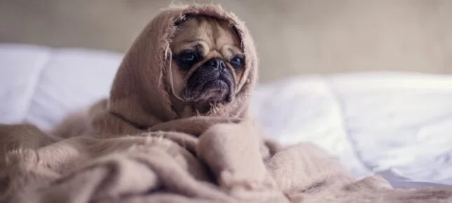 Kunsten å skape misnøye