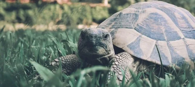 Hvordan kan Akilles ta igjen skilpadden?