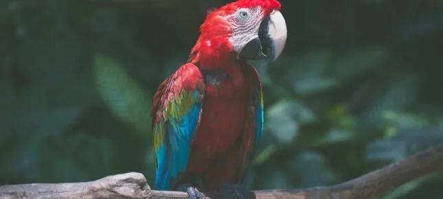 Kan dyr være personer?