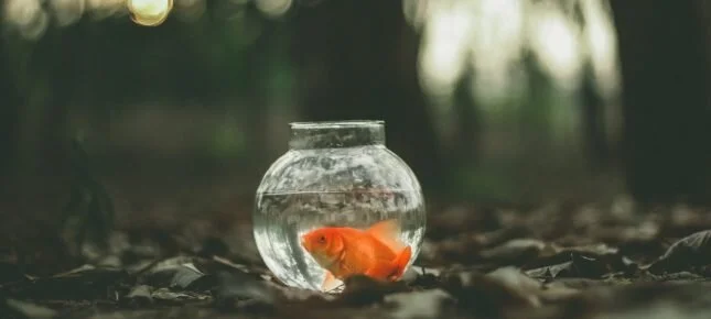 Den hyggelige kollapsen