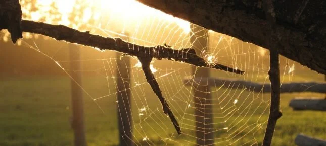 En økologisk bevissthet begynner med sansene dine