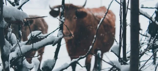 Vinter – «Ventetida»