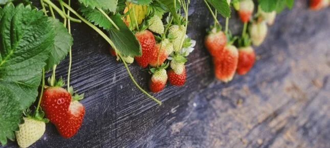 Sommer – «Jordbærstedet»