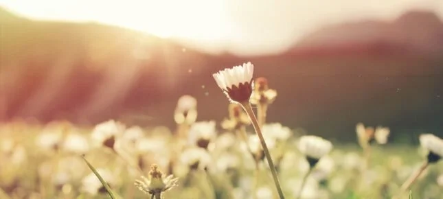 Vår – «Underet»