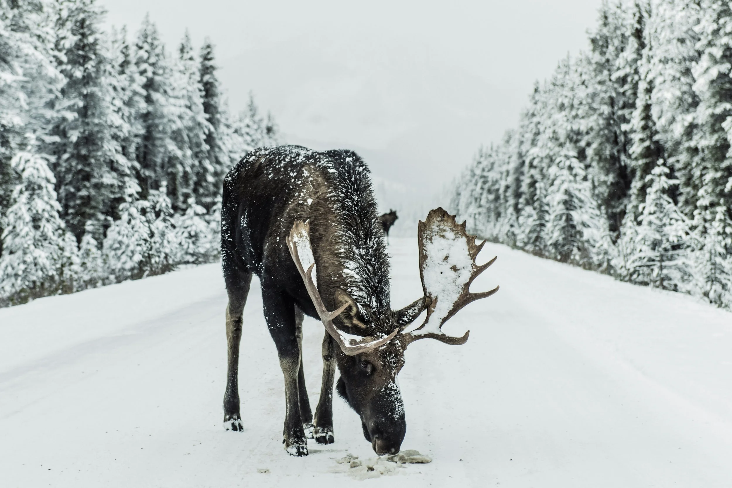 Julehefte 