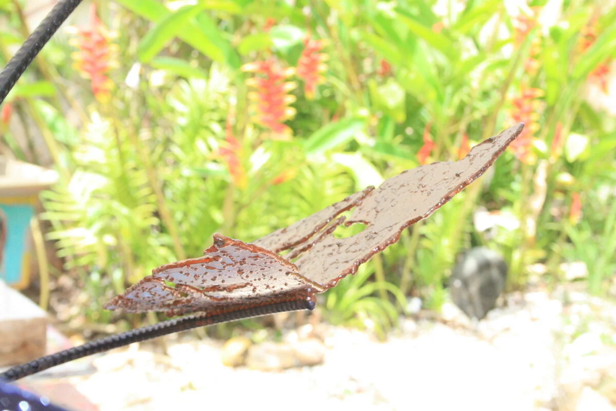 L'envol des esprits / When Spirits soar