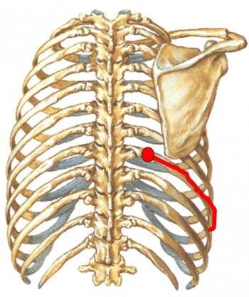 What You Should Do When You Have Mid Back Pain? — Integrative PT