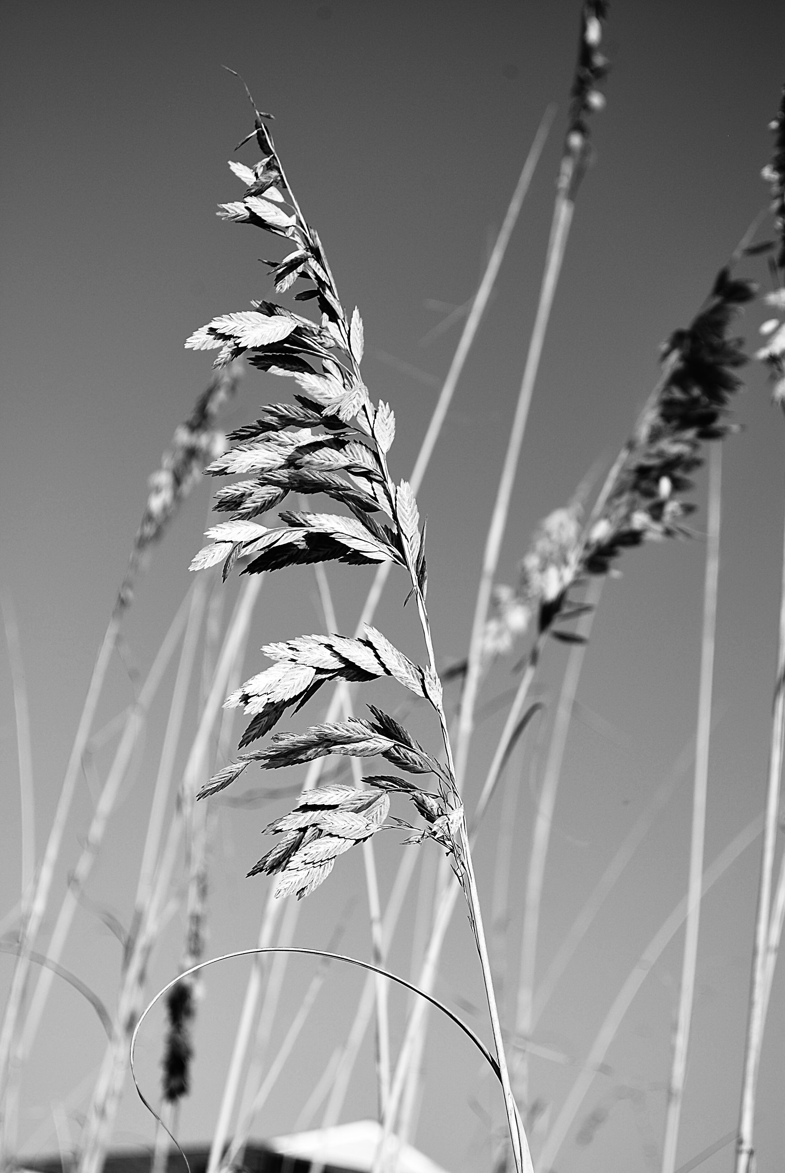 A2C10C2E-85E3-4262-B130-3D5B68E56068_1_201_a.jpeg