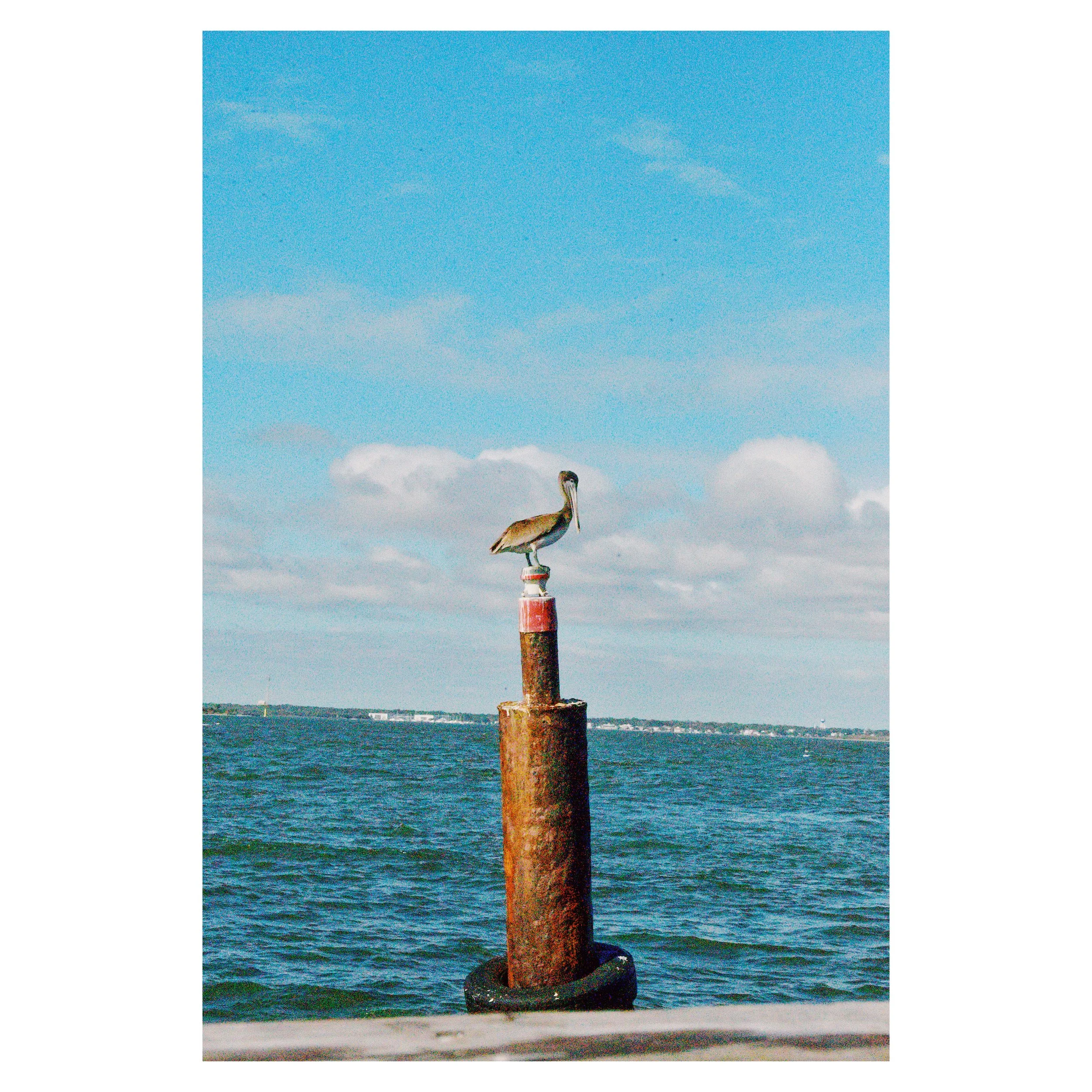 Pelican Nap