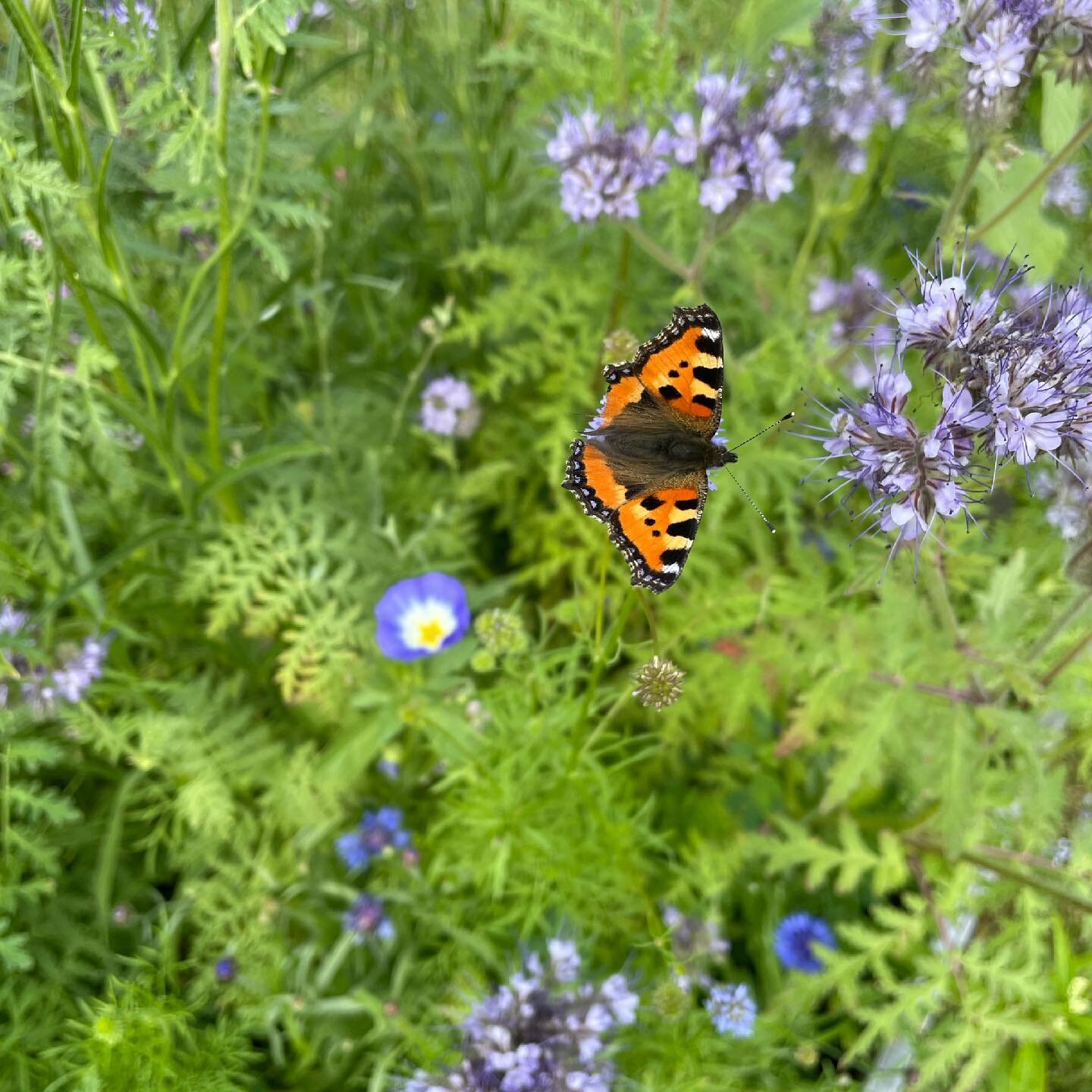 I v&aring;r tr&auml;dg&aring;rd har vi mest v&auml;xter som &auml;r bra f&ouml;r pollinat&ouml;rer. Det skapar liv och det &auml;r trevligt att titta p&aring; alla fj&auml;rilar och humlor som flyger omkring 🦋🐝🌻