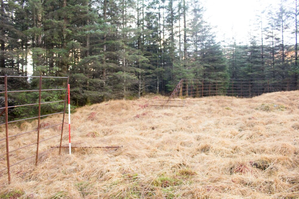 Collapsed section of fence