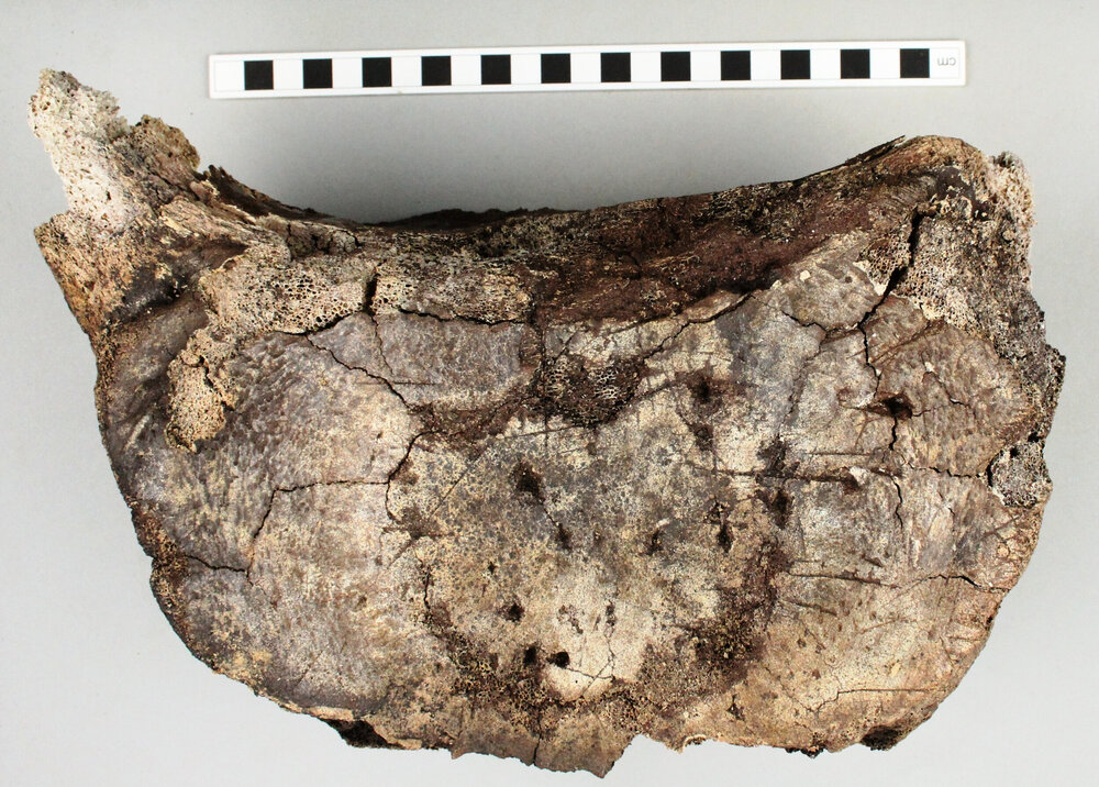   Whalebone working surface | Image: AOC Archaeology  