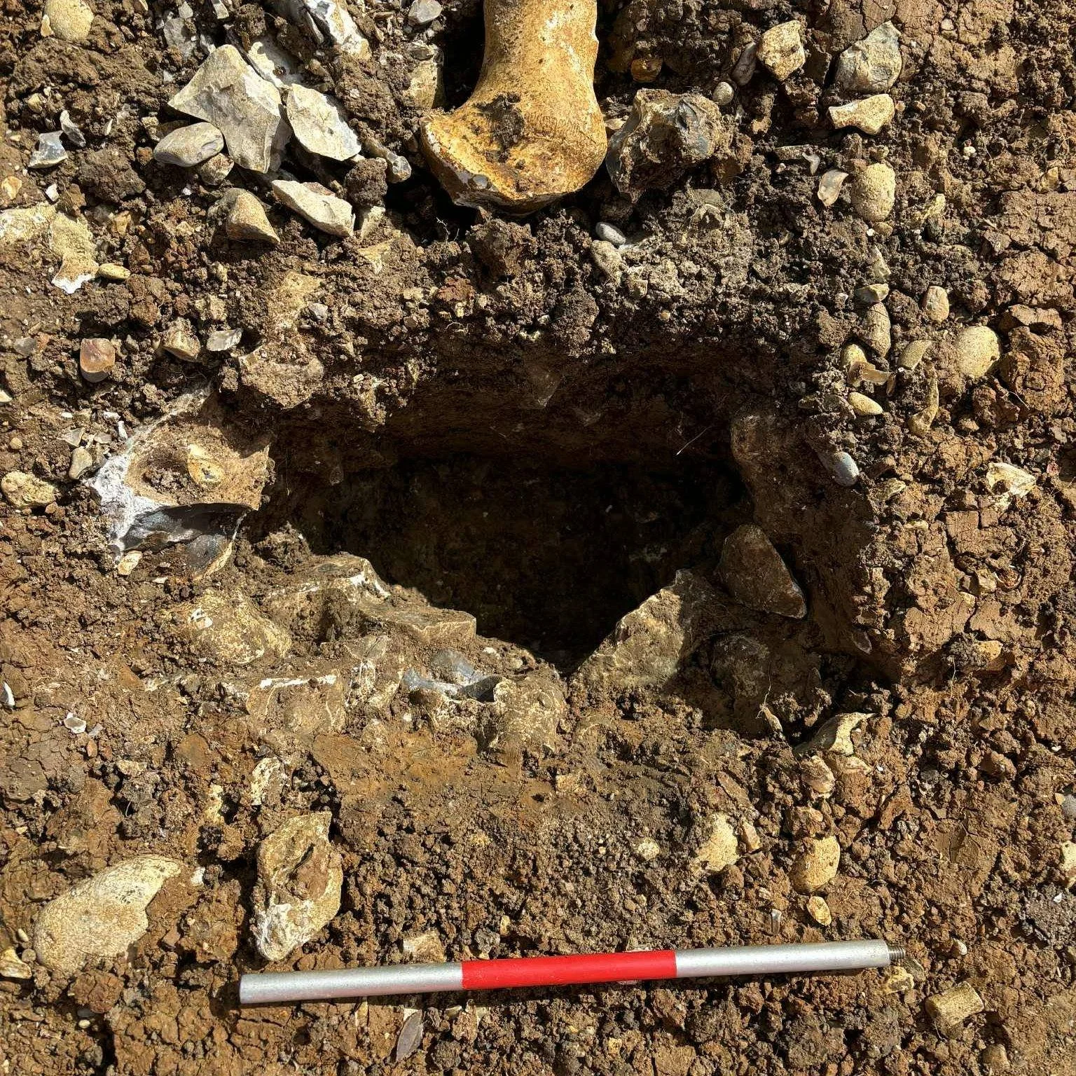 #TrenchesTuesday: Life in the Trenches
Archaeology isn’t just about what we find—it’s about the people behind the trowels, too. From chance encounters with curious cows to long days digging under the sun, every trench tells a story