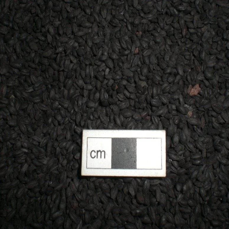 Fancy a cup of freshly roasted... hulled barley?
Gotcha! These rich, coffee-bean lookalikes aren't your morning brew at all. They're charred grains of barley, carefully recovered and analysed by our environmental processing team.
This particular