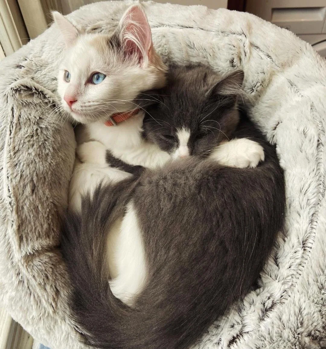 We're back and committed to our promise to continue our work in social value in 2026. 

This January is Mental Wellness Month, and what better month to turn inward and reflect on the quiet moments? 

We're pairing #MentalWellnessMonth with our #Anima