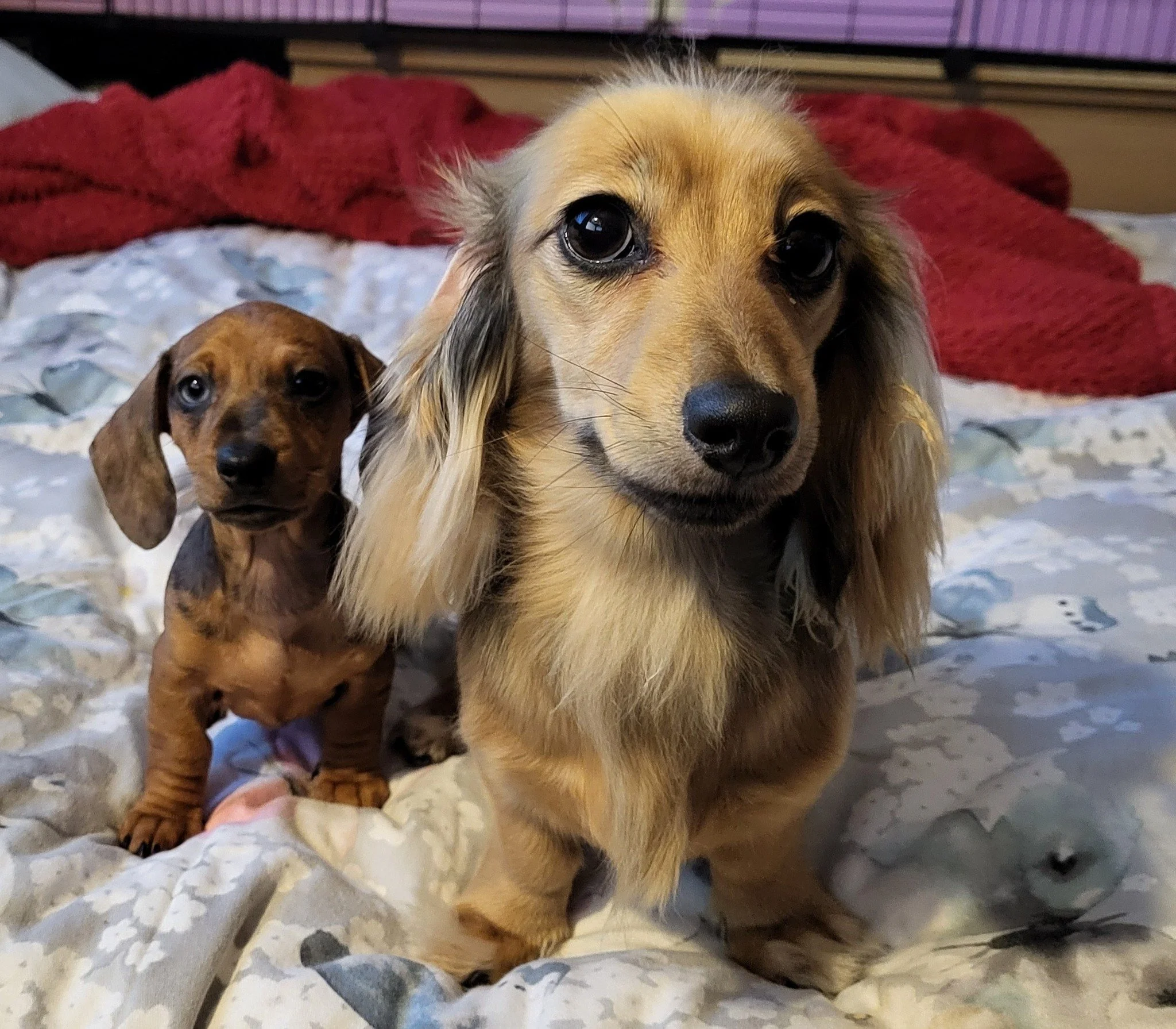 Time for some #AnimalsOutOfContext and what better value can the two lovable faces of Mabel and Margo bring to the role of satellite supervisor? They say, smile, boop a nose and keep on working through January - we're half way there! 

#JanuaryWellne