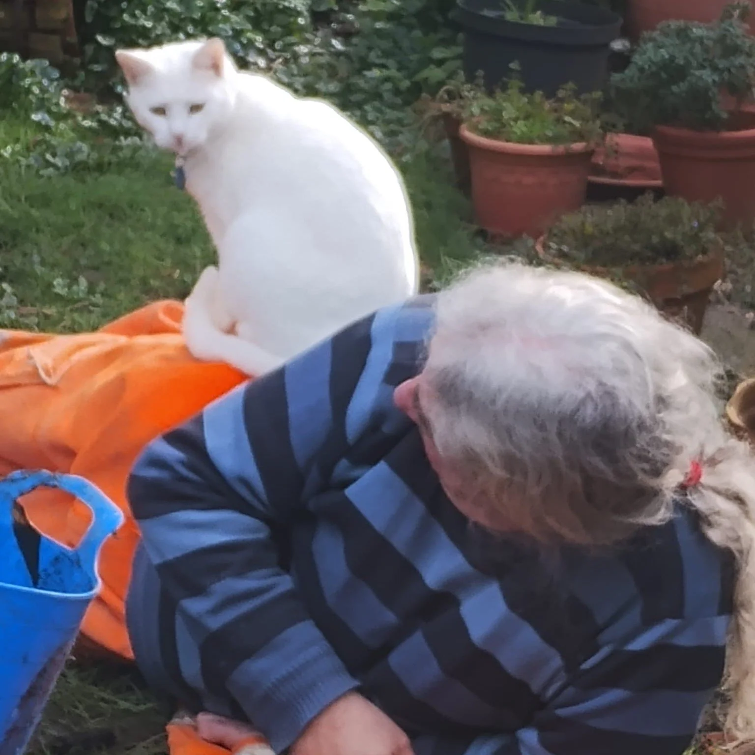 Stratigraphy? Checked. 

Context recording? Ongoing. 

Cat recording? Boudicca has logged herself firmly in Context: Les Capon (London PM). 

...and now she is demonstrating best-practice wellbeing on site: pause, breathe, and accept that the Project