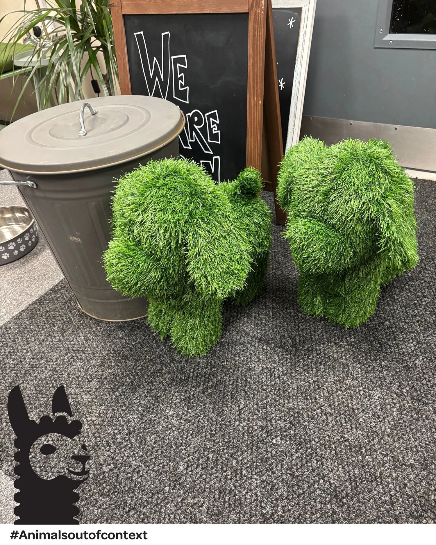 An out of hours visit to Barley's Coffee Company, in central Chilmington Green, led us to discover these two gorgeous little #AnimalsOutOfContext. We couldn't stay and chat, as we needed to meet with the community, but here are they are in all of the