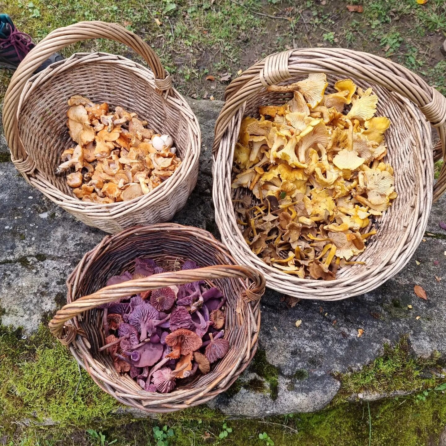 We were very lucky to join Chlo&eacute; from @gourmet.gatherings on a recent mushroom forage in the #wyevalley. What a morning of fungi fun and facts it was! The Mushroom Gods were certainly shining down on us - just look at those stunning Chanterell