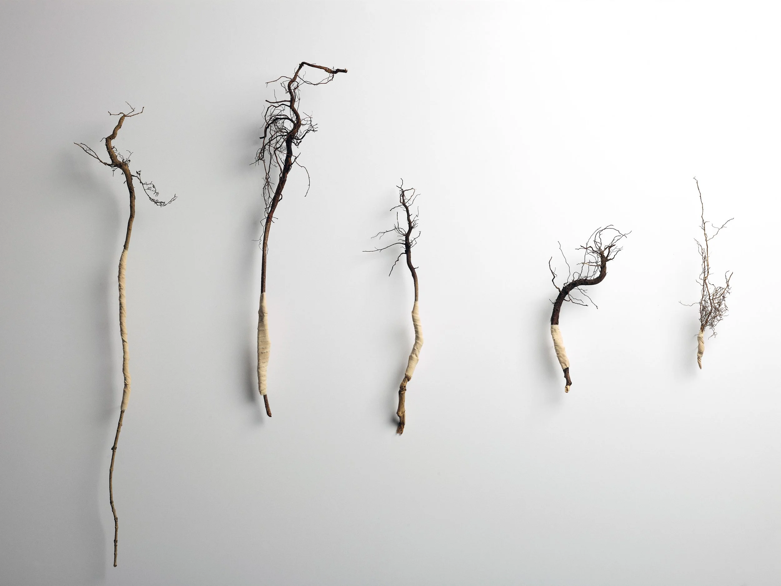   Mine røtter   Røtter og bomullstekstil farget med rabarbrablader. 