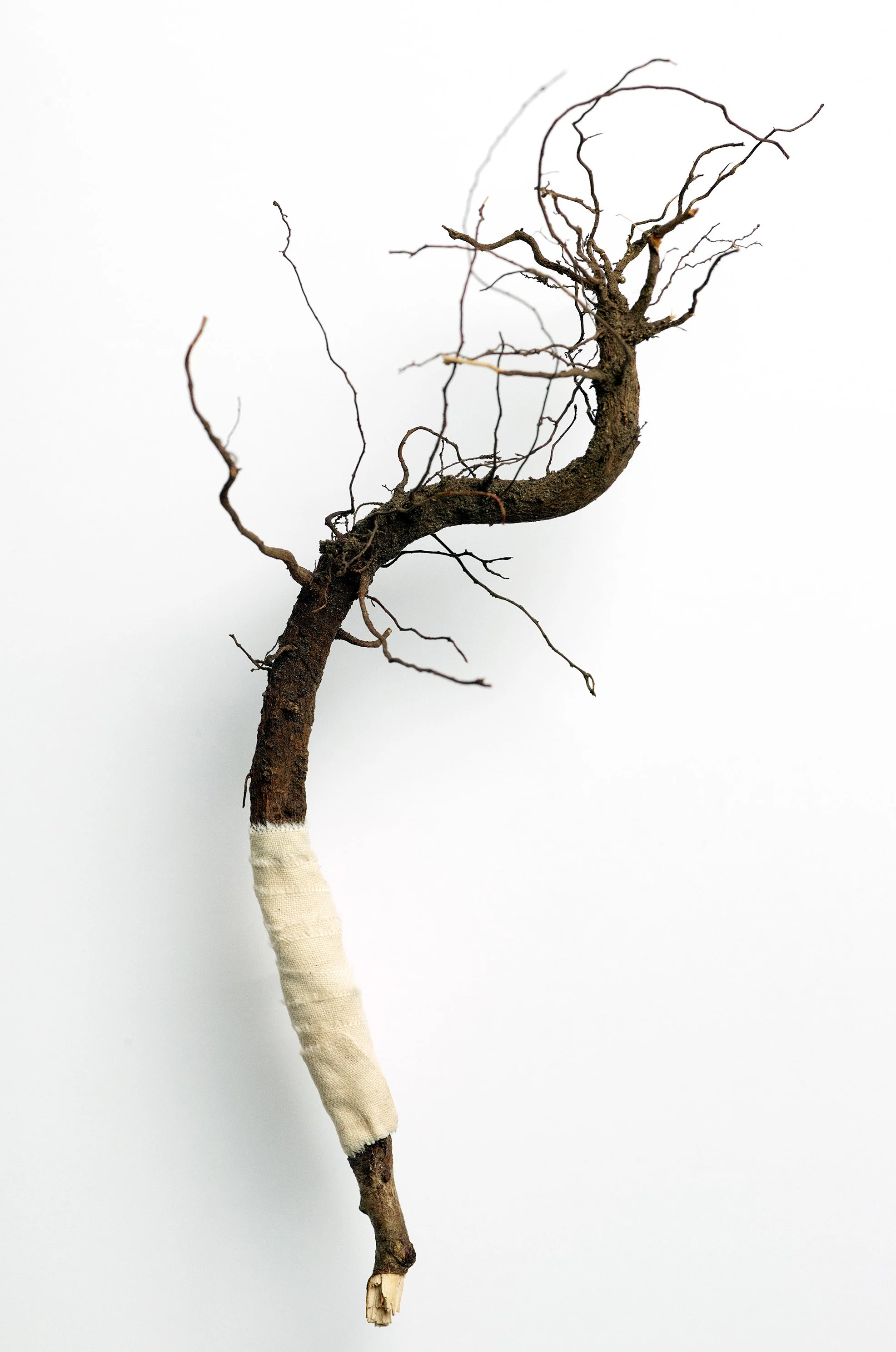   Mine røtter  - detalj  Rot og bomullstekstil farget med rabarbrablader. 