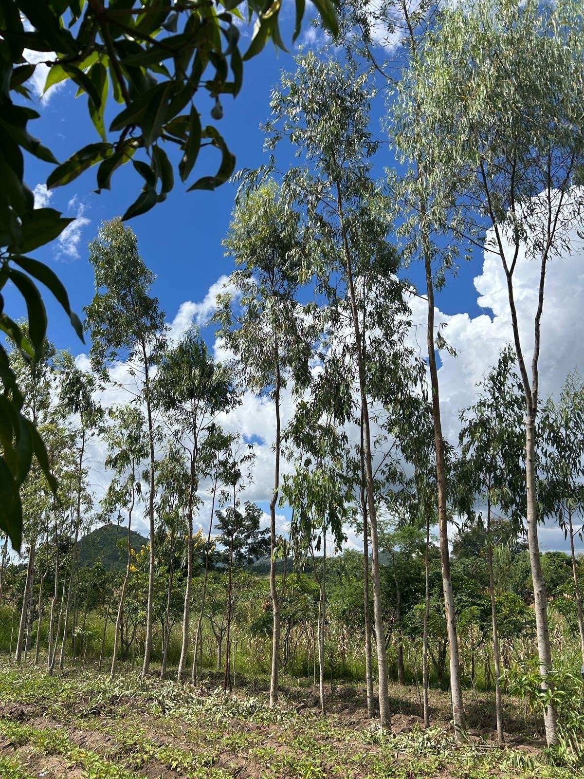 Bluegum Mbewe.jpeg
