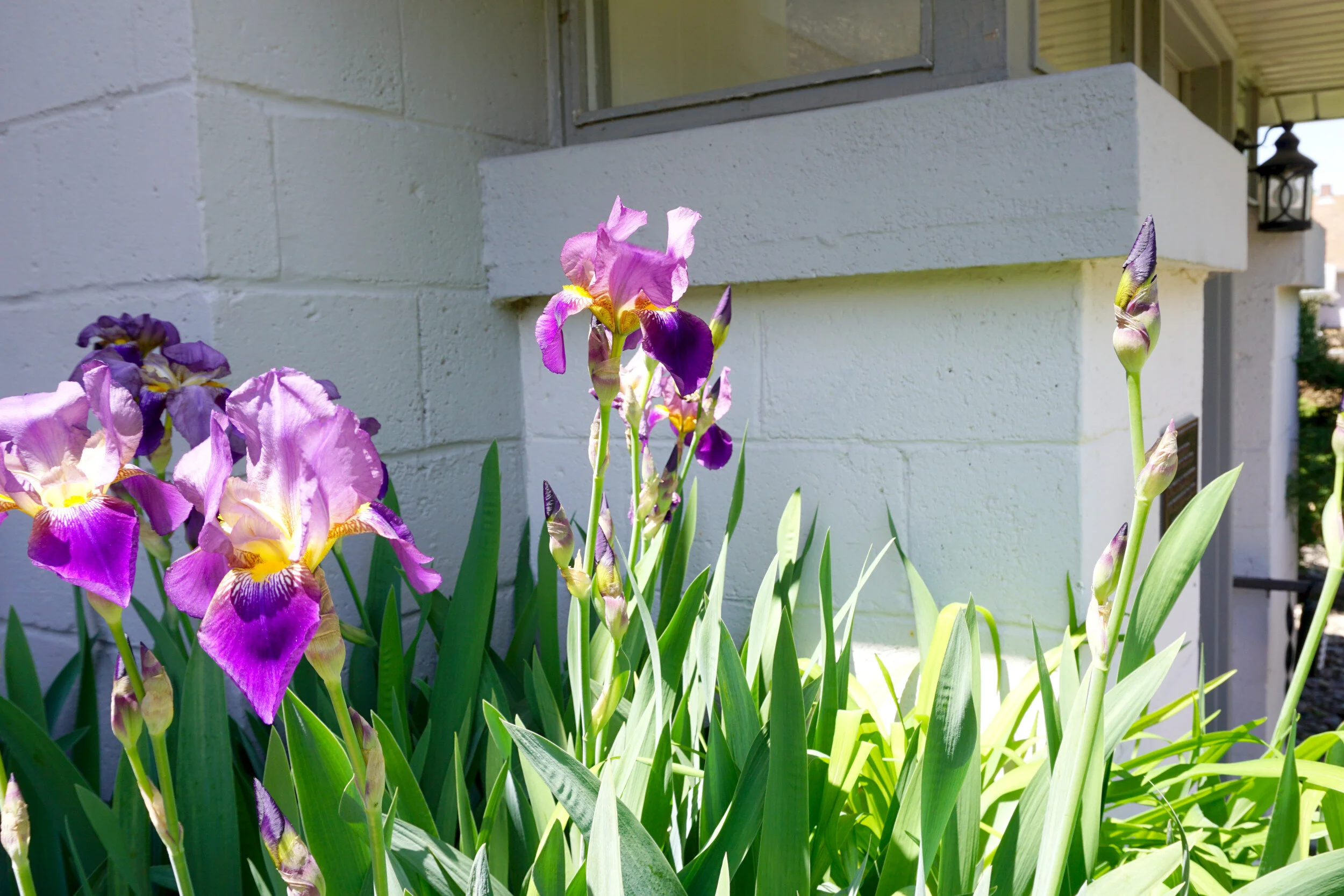 Rental Policies — THRIVE STREET LIVING REAL ESTATE APARTMENTS FOR RENT