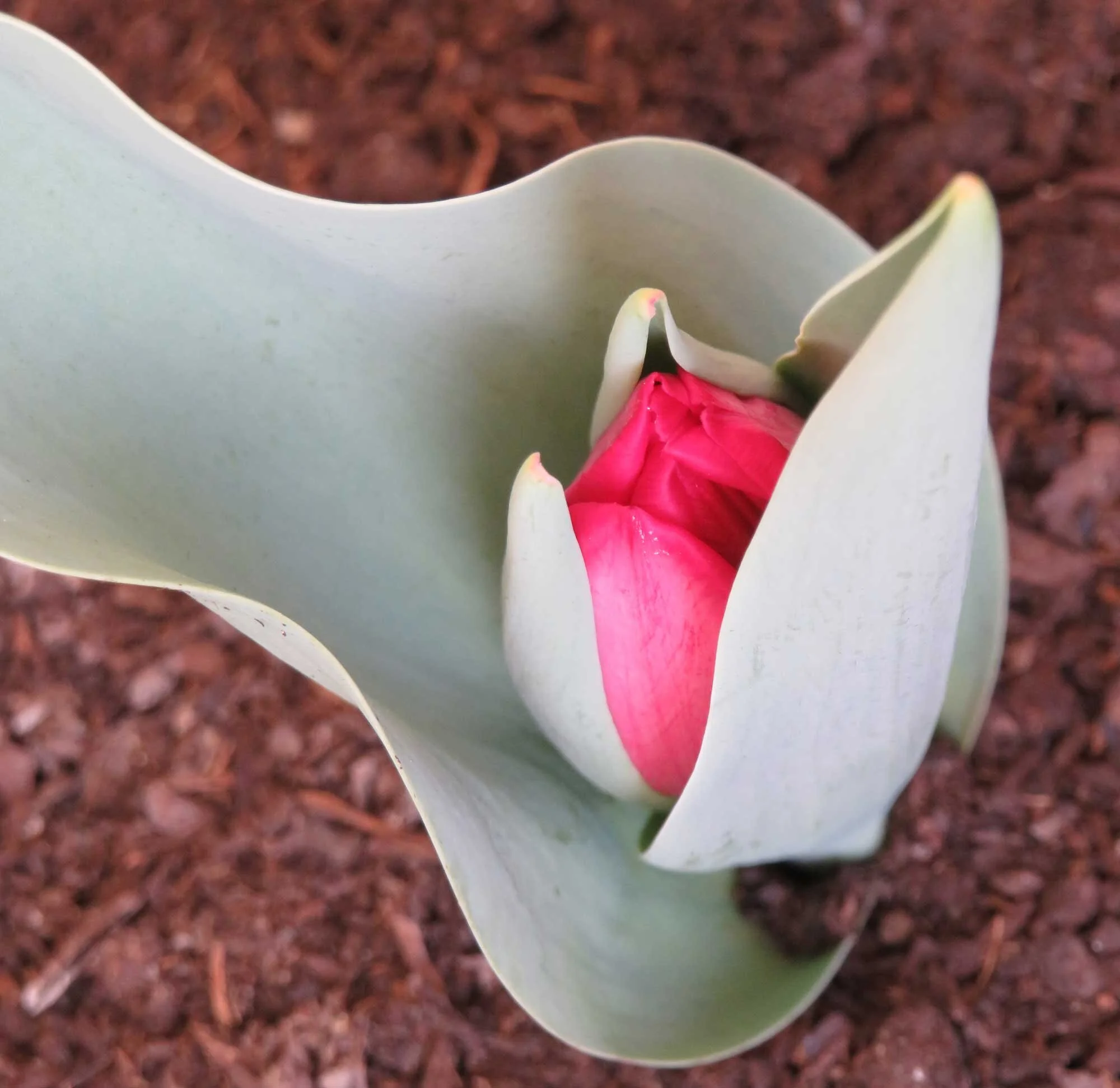 1ª historia de tulipanes