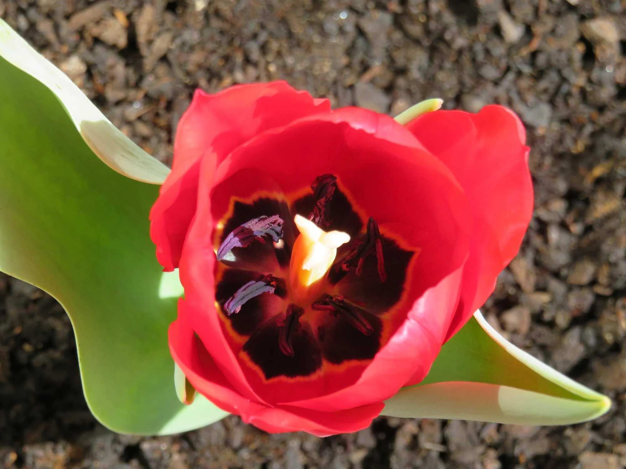 2ª historia de tulipanes