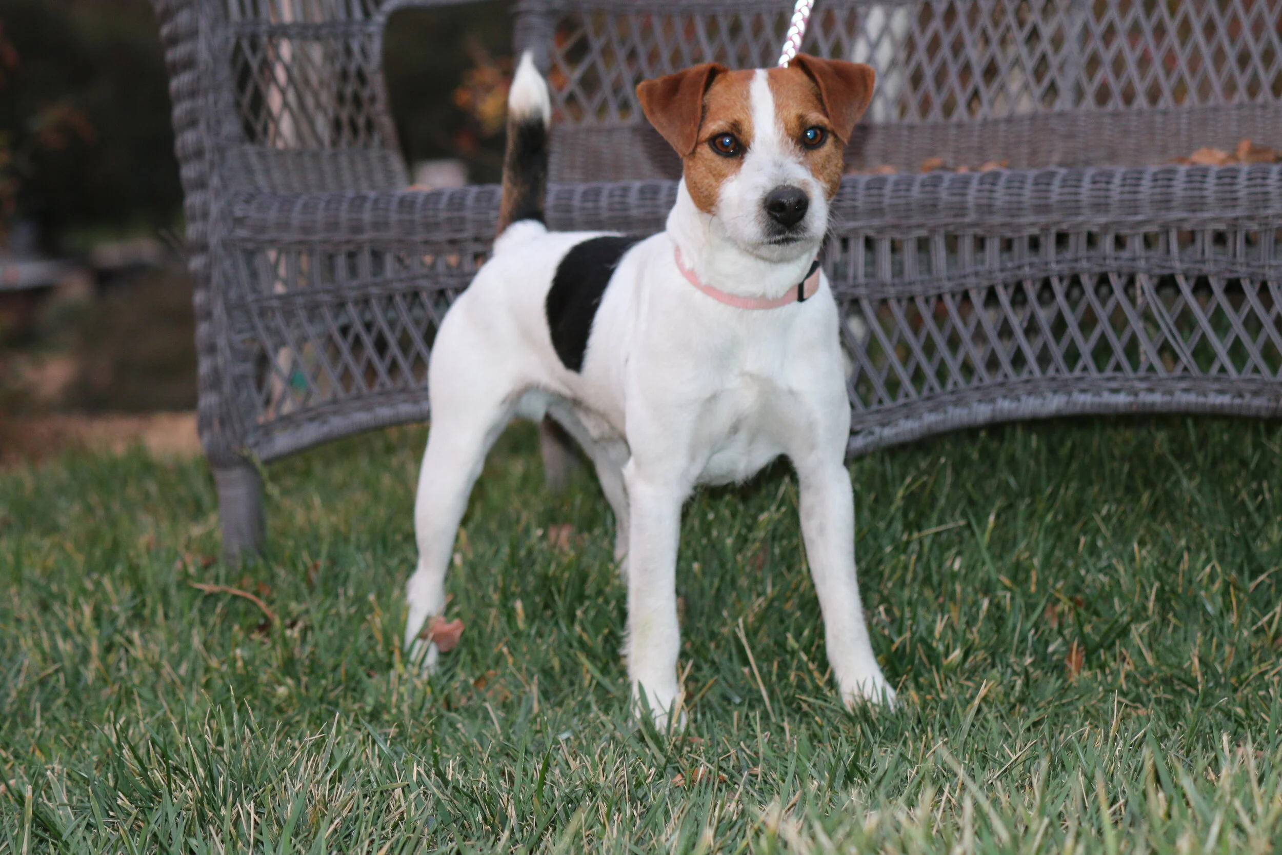 swiper pic 2015 099.JPG
