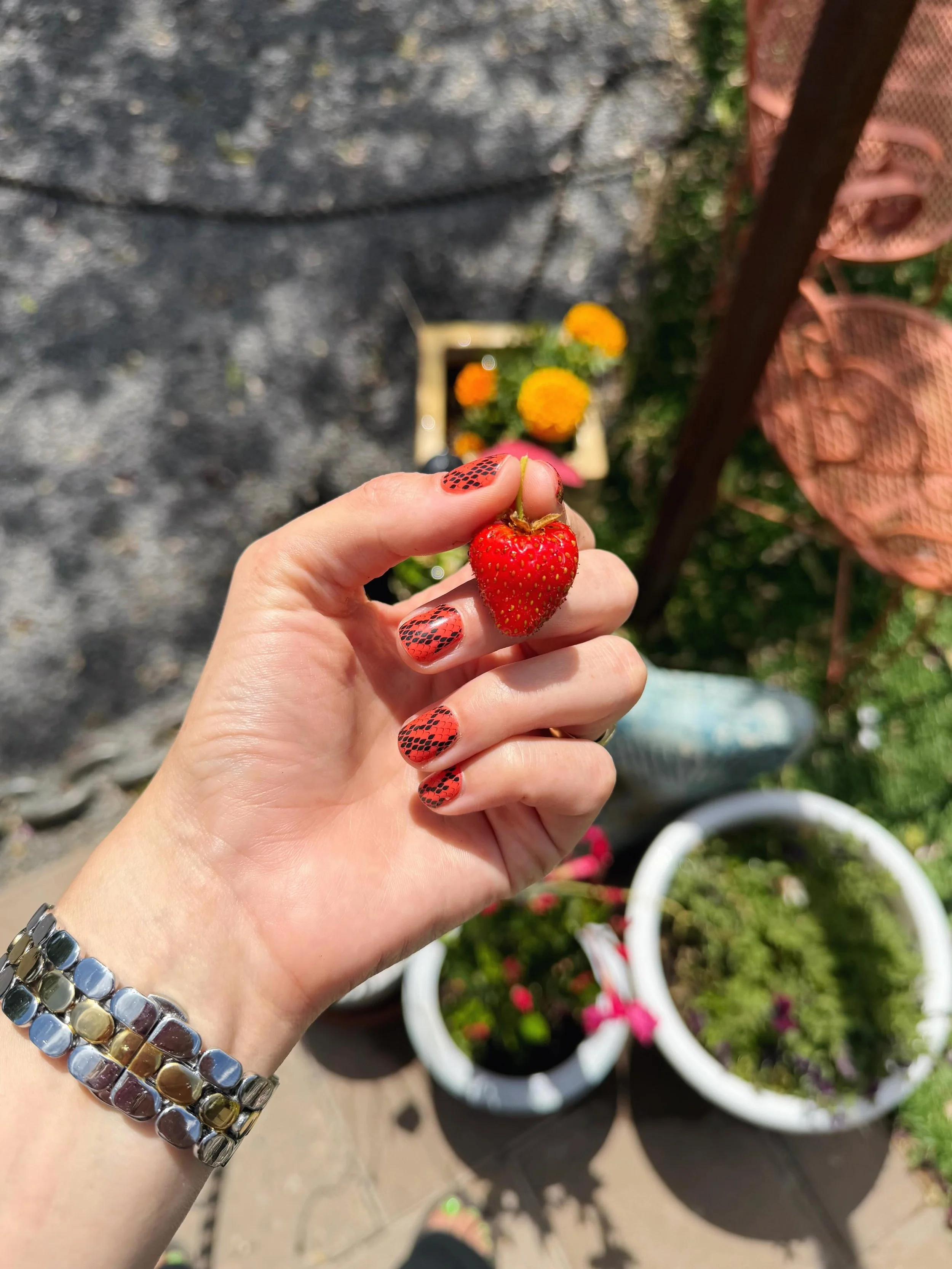 The strawberry plants from last year came back + have produced more strawberries than I have grown in the last 5 garden seasons! lol These little strawberries taste SO good!!! 🍓😋✨

Bridging last night was so fun + we also got to see three baby racc