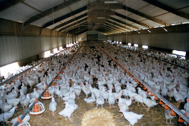 A2_factory_chickens_3218231674_6f21b84433_z.jpg