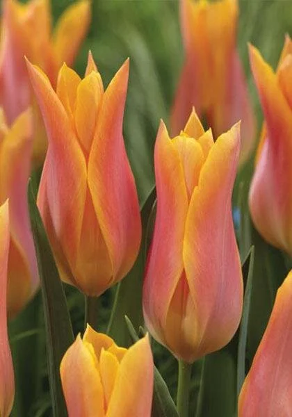 Marianne Tulips…