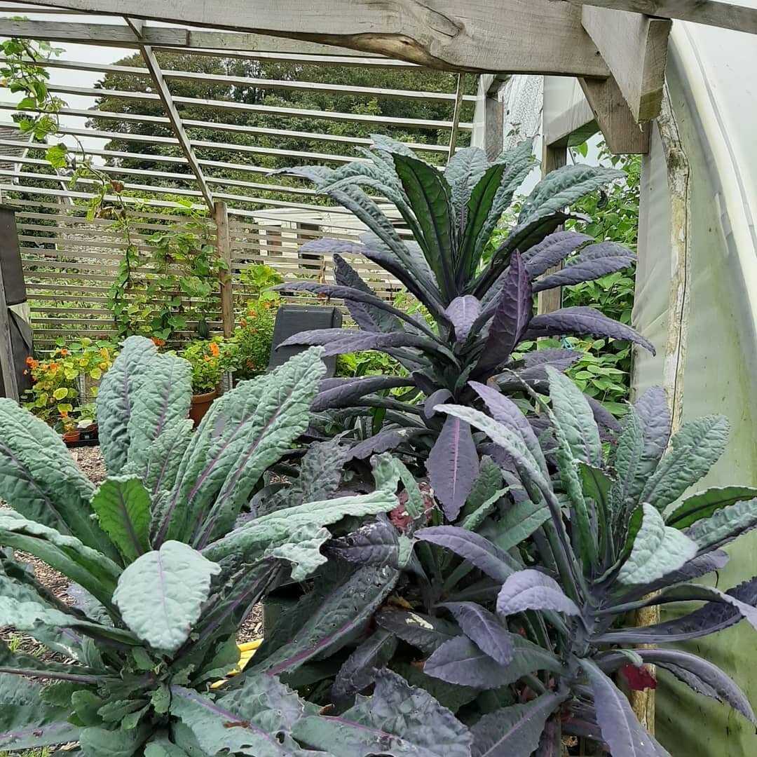 Blown away by the vibrancy of colour in the garden, there is such beauty in nature!
Finally getting some time to do a bit of weeding and preparing space for the winter crop soon to be planted. 
There is a slight feeling of melancholy mixed with conte