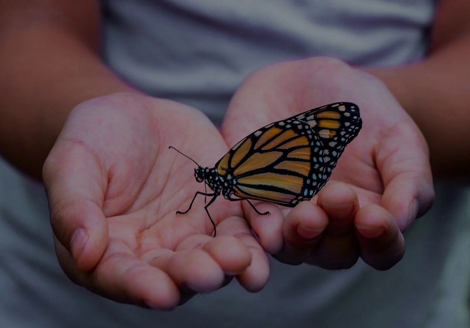 hand+monark+butterfly+web.jpg
