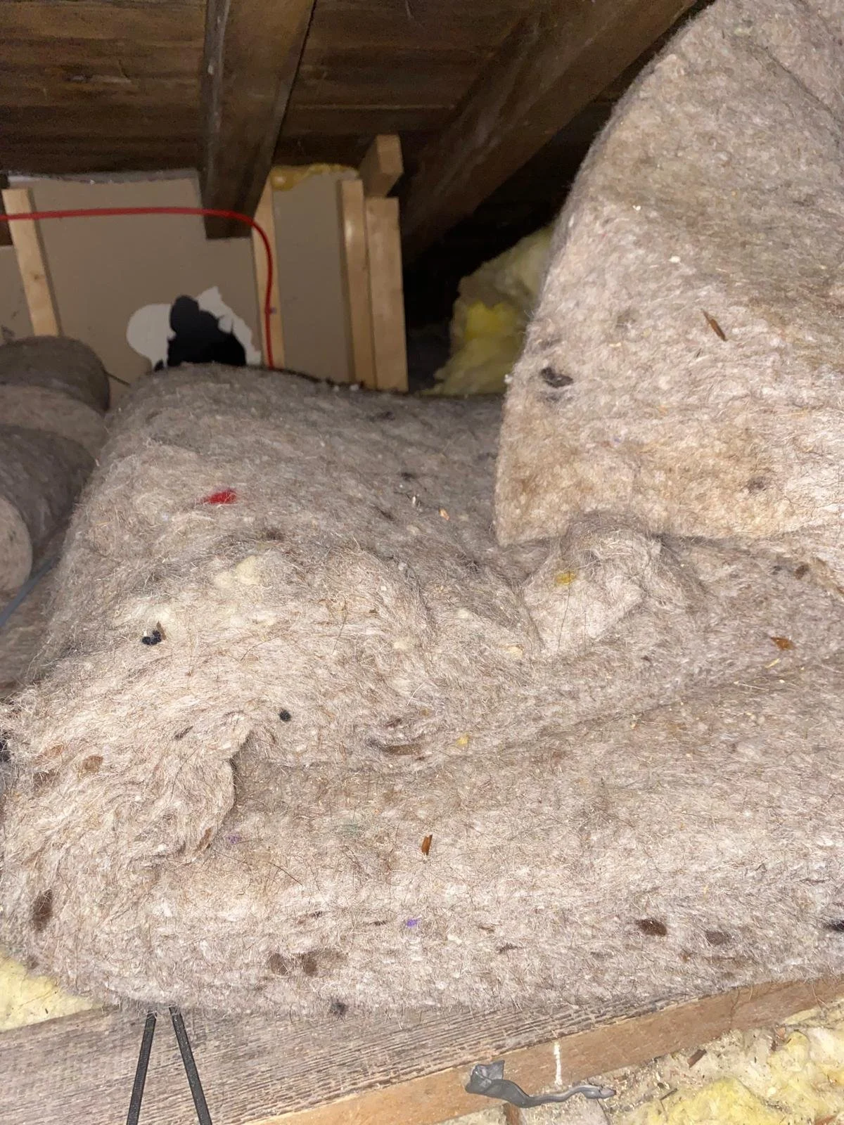 Should You Replace Insulation After Rodents?