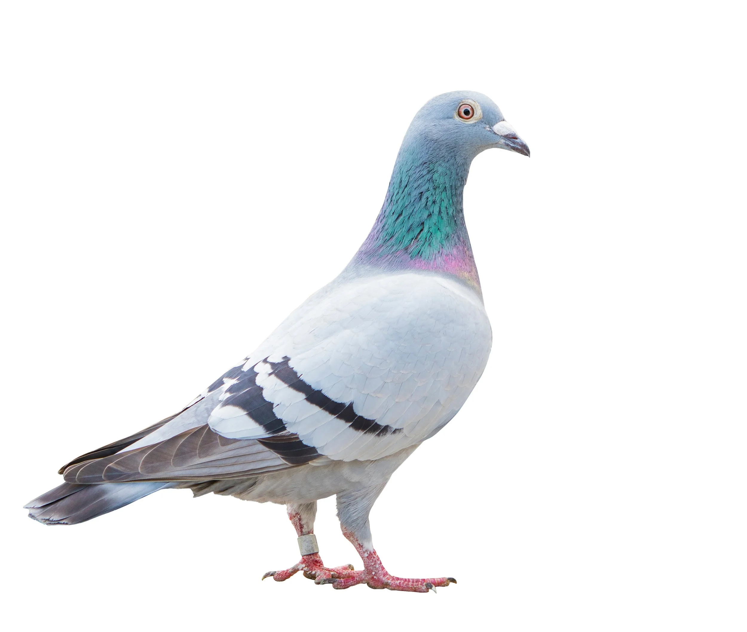 Pigeon