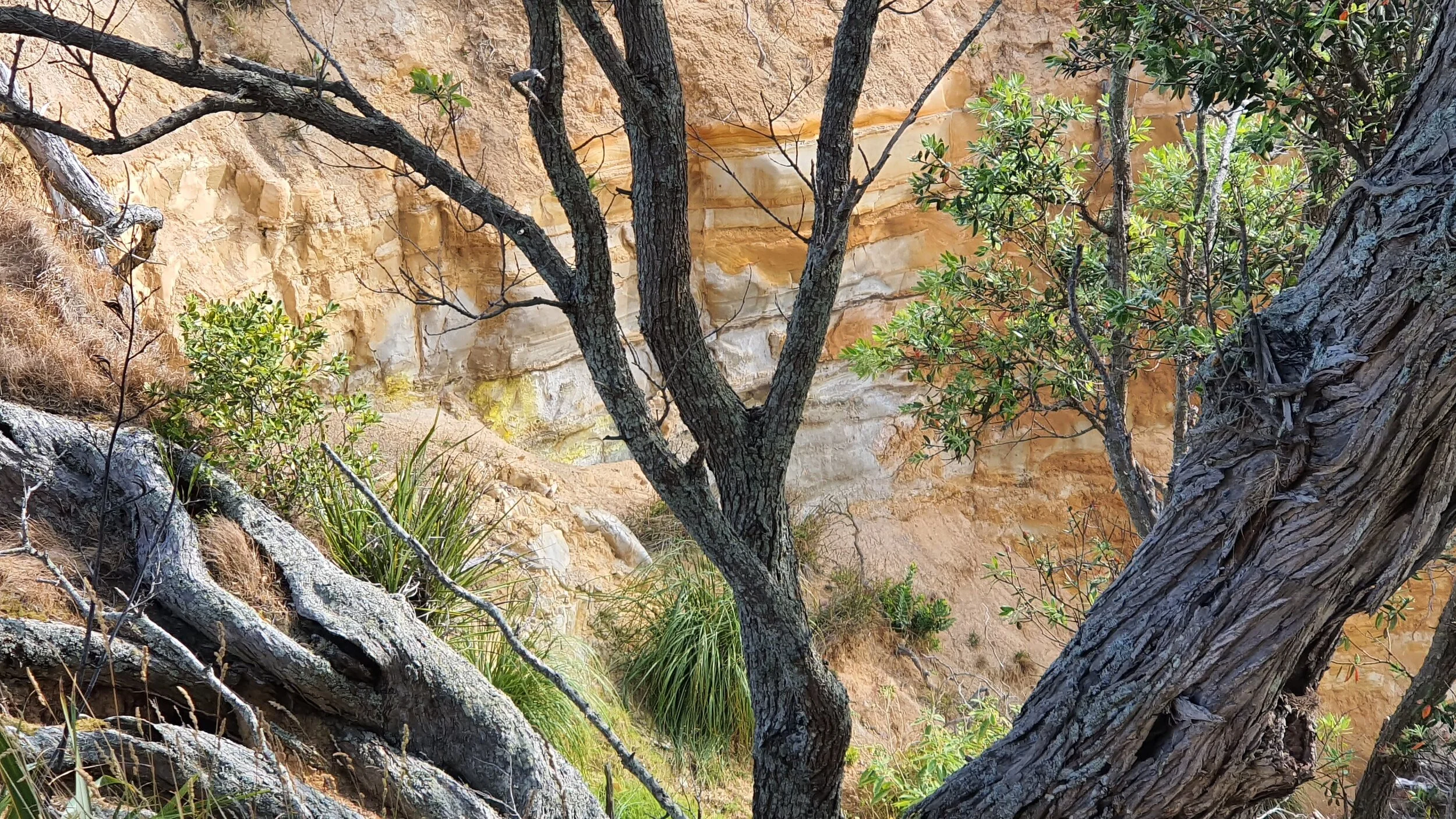 Omana cliffs, Omana Regional Park, Auckland
