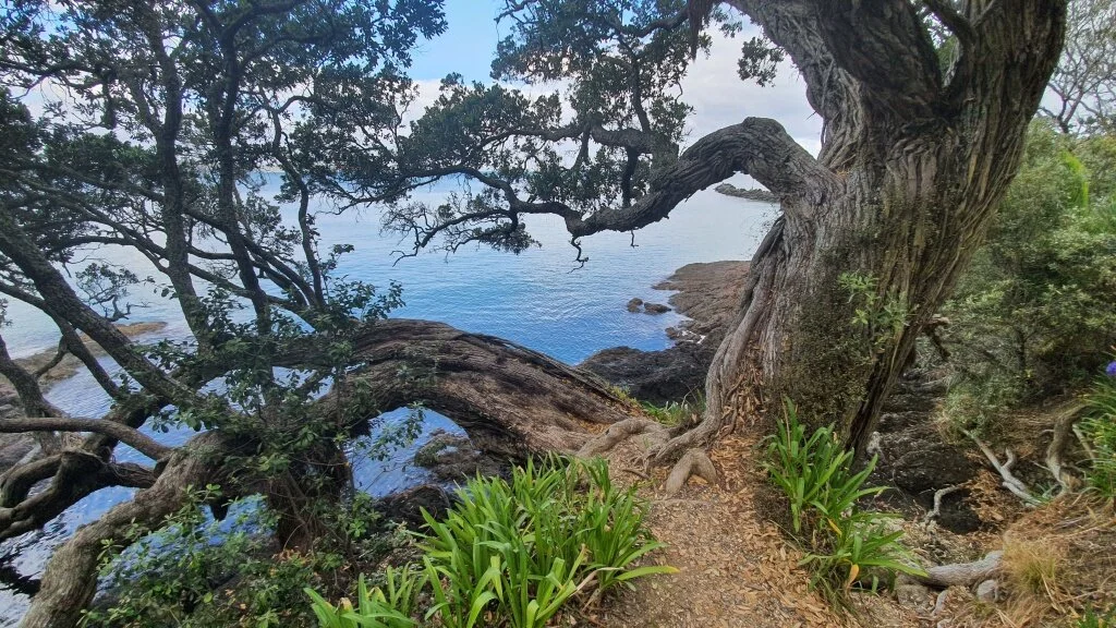 beachlands to maraetai path1.jpg