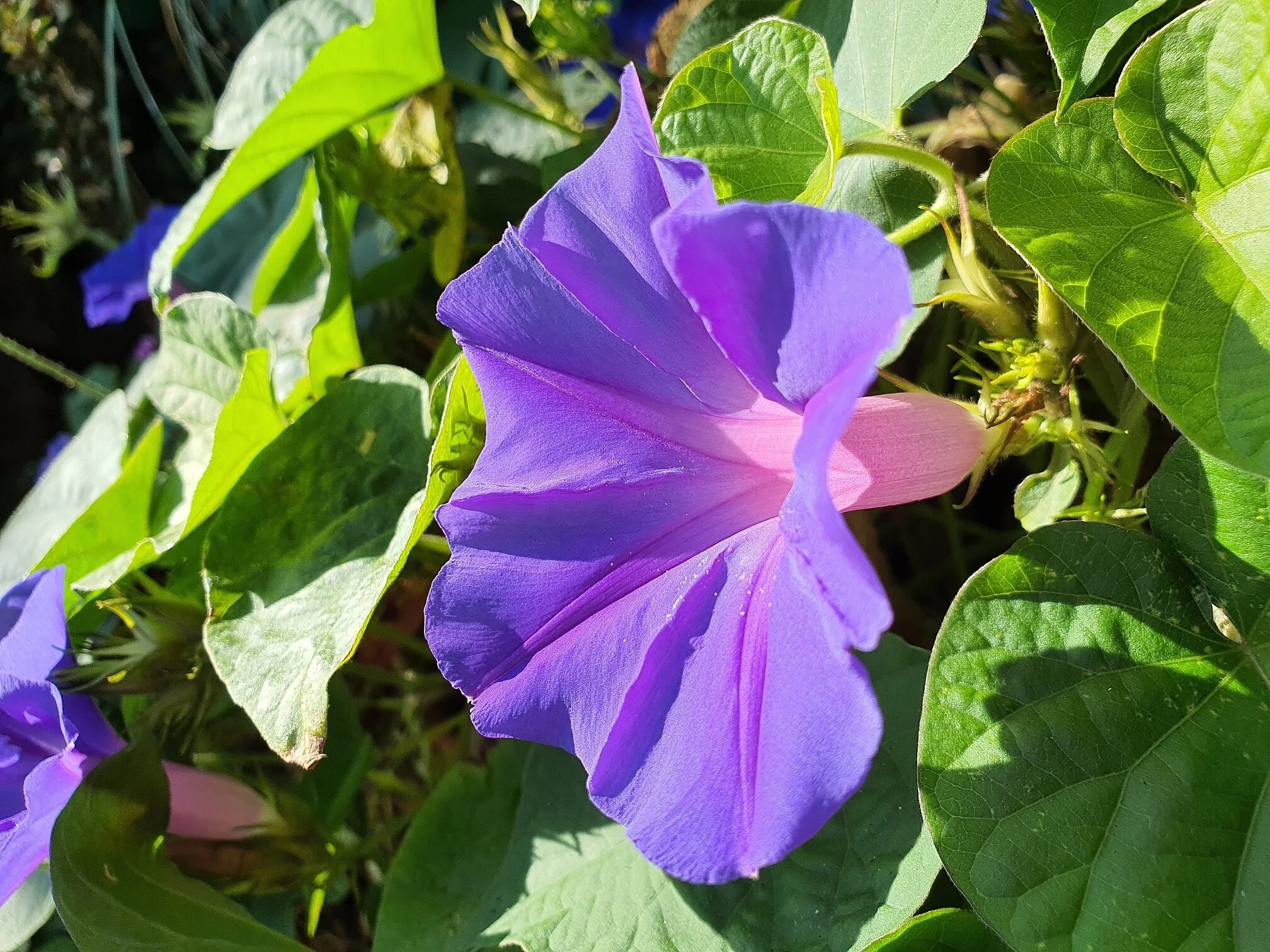 beachlands walkway flower1.jpg