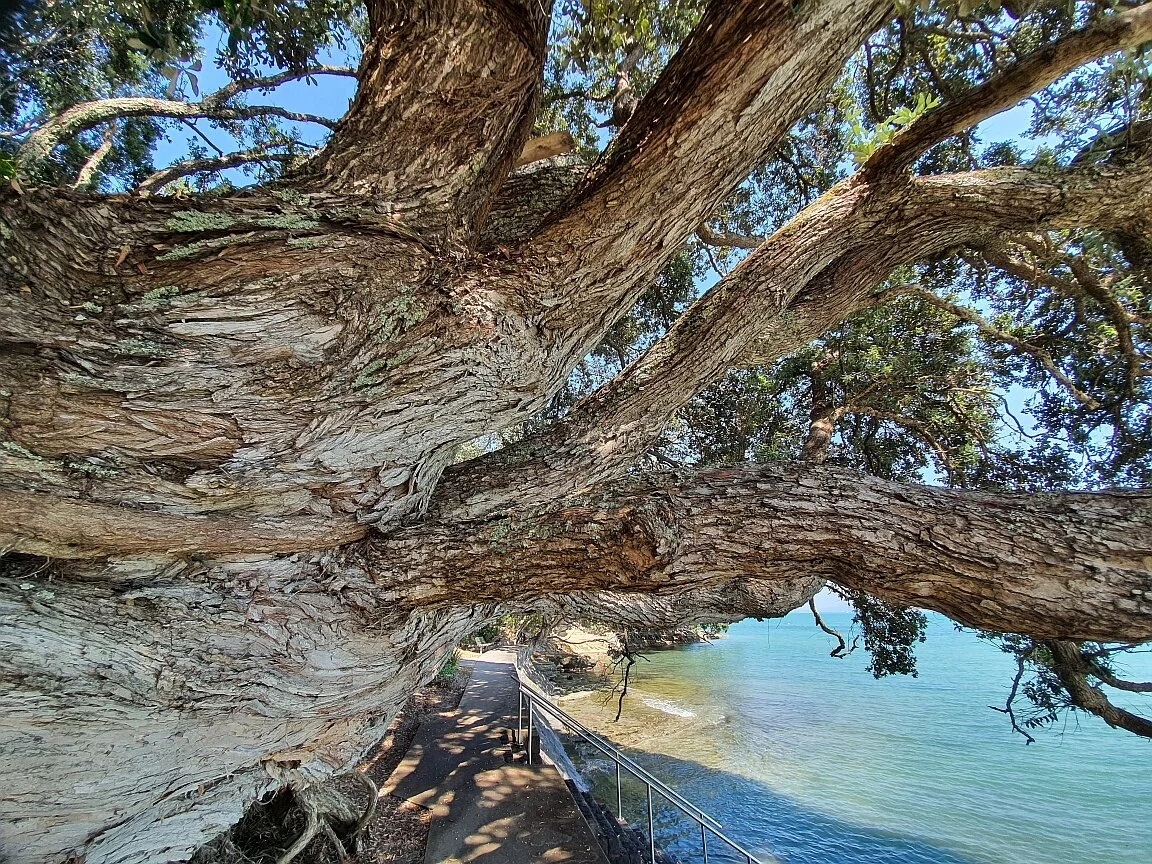 beachlands walkway7.jpg