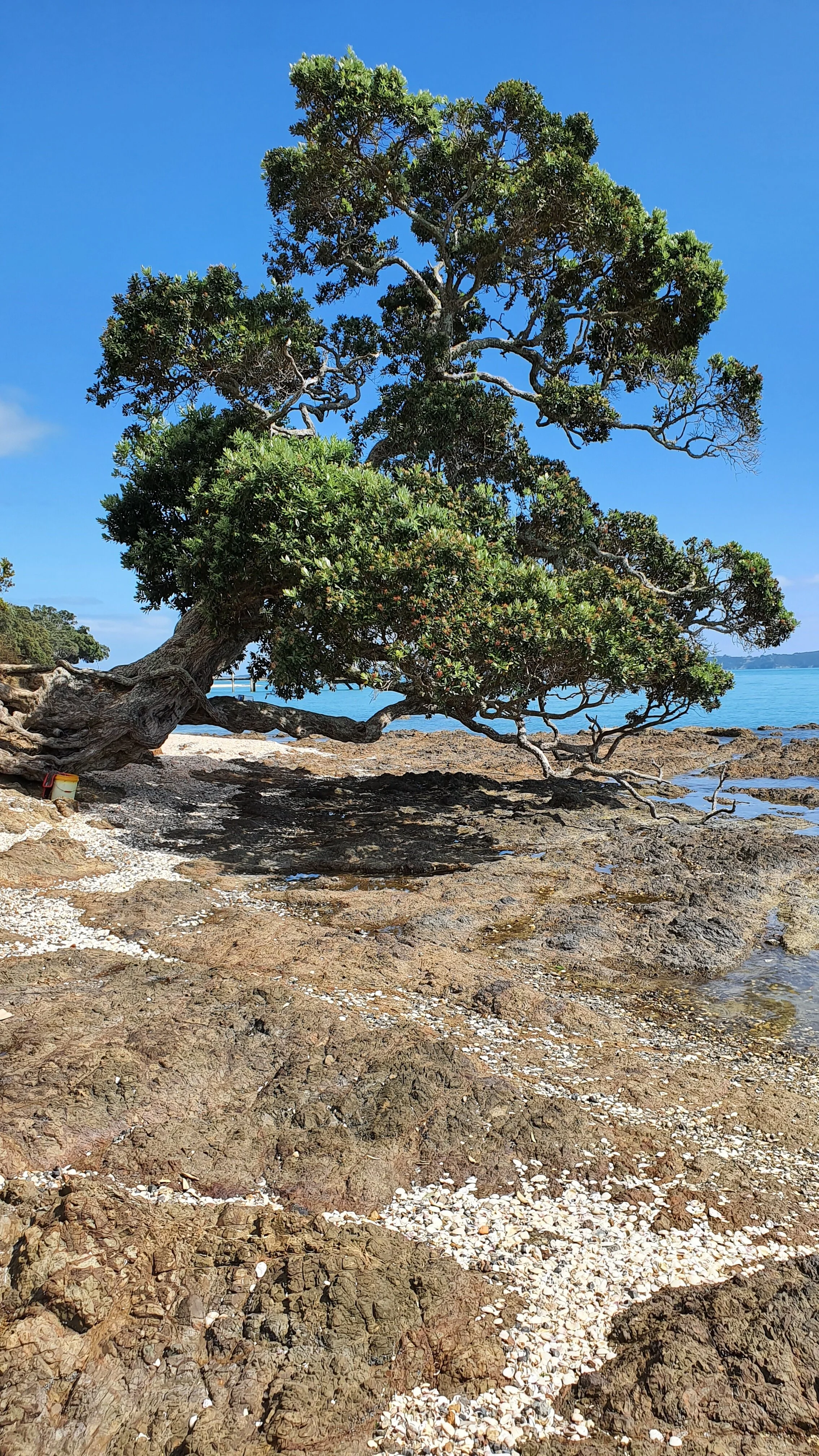 Waiomanu Maraetai East Auckland New Zealand
