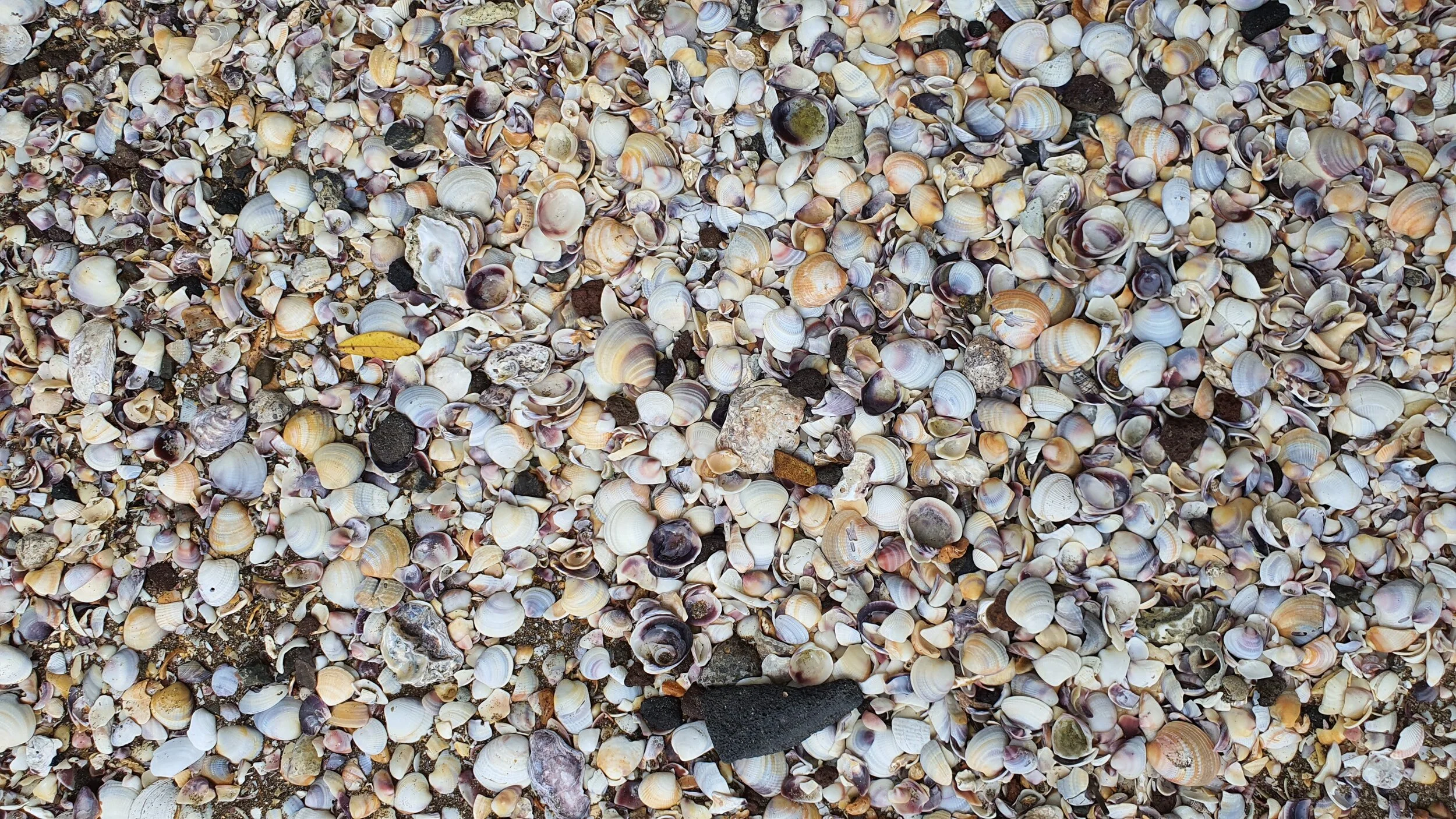 Shelly Bay Beachlands