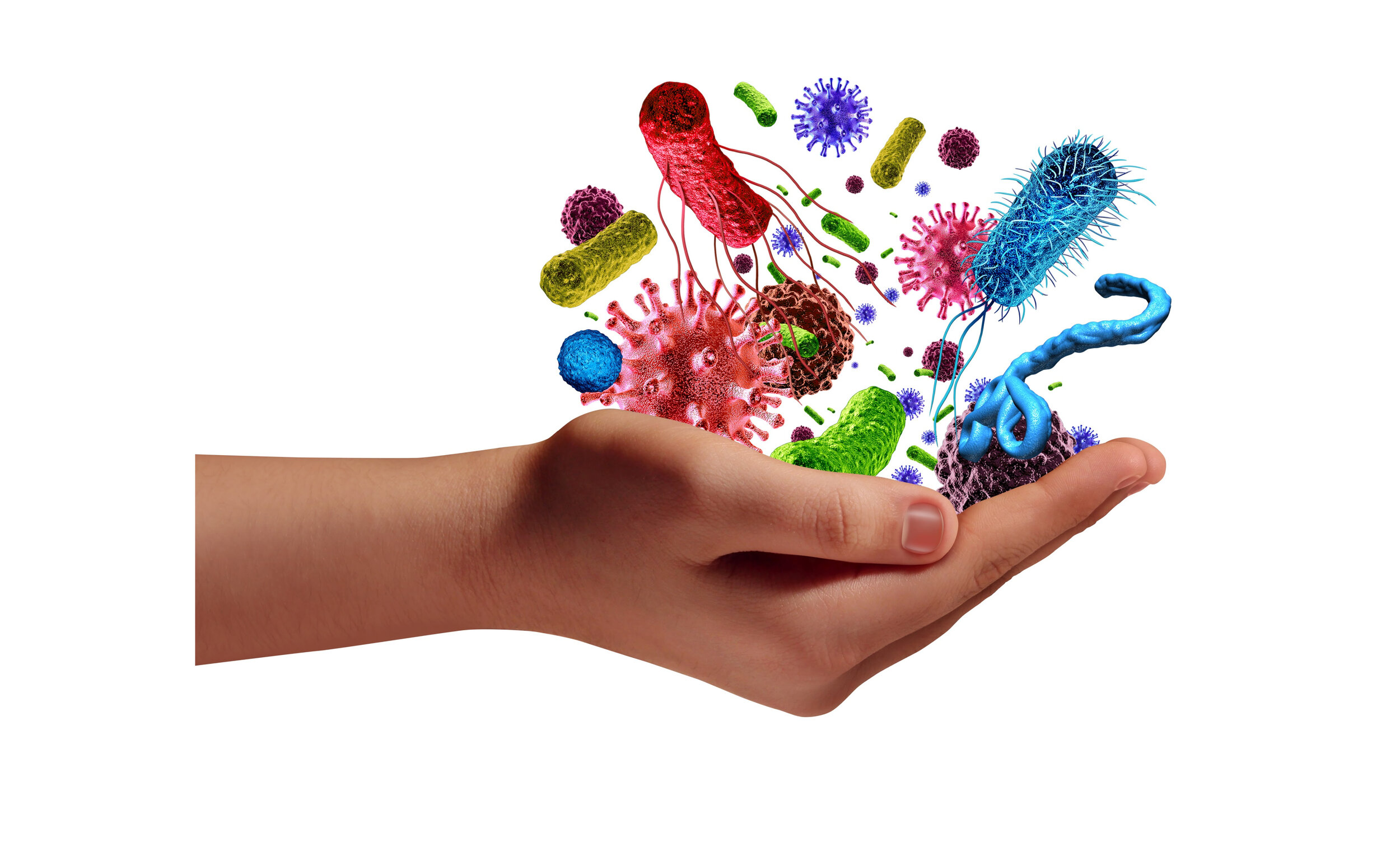 What is the Immune System