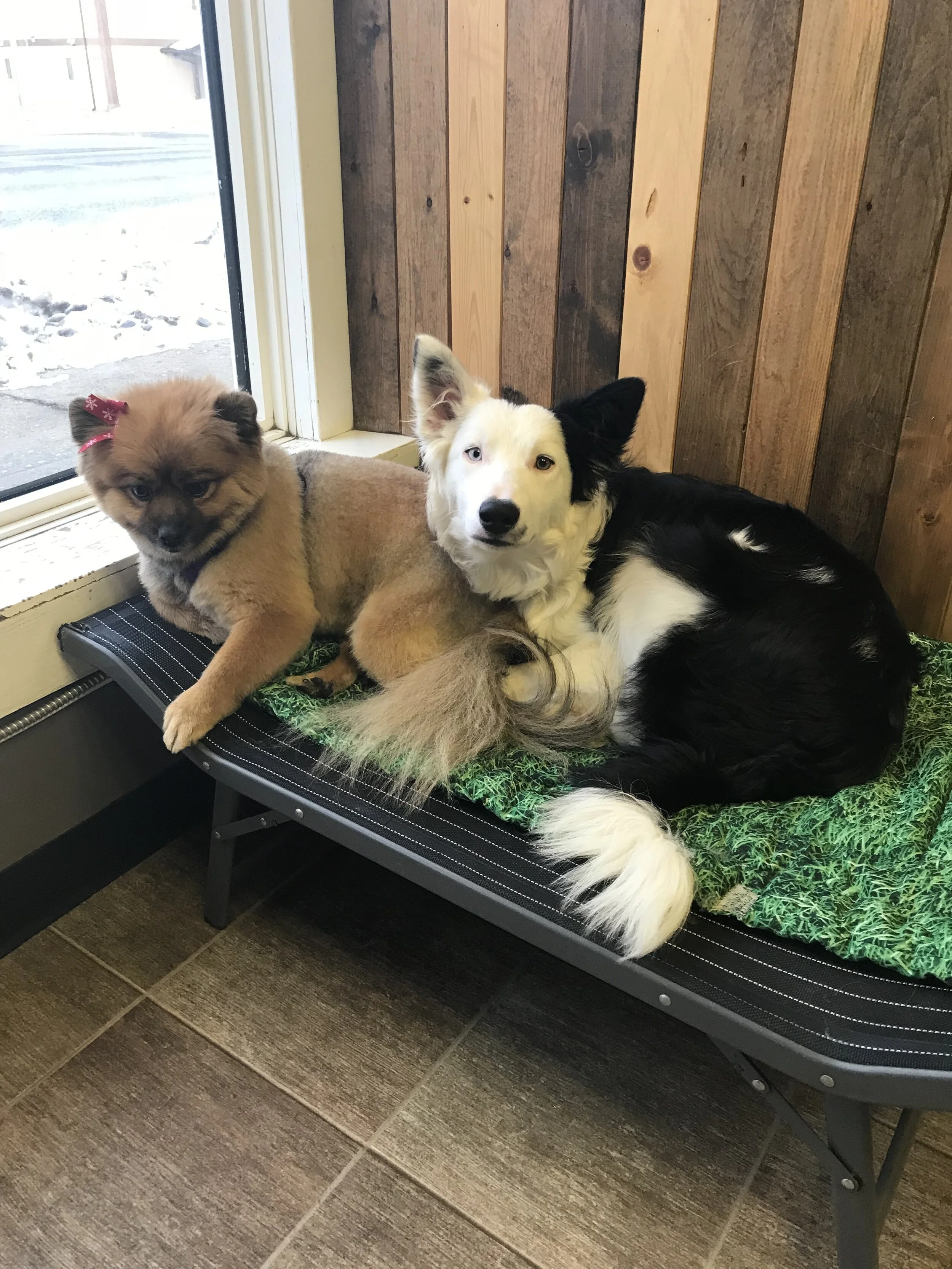 How Often Should You Breed A Dog