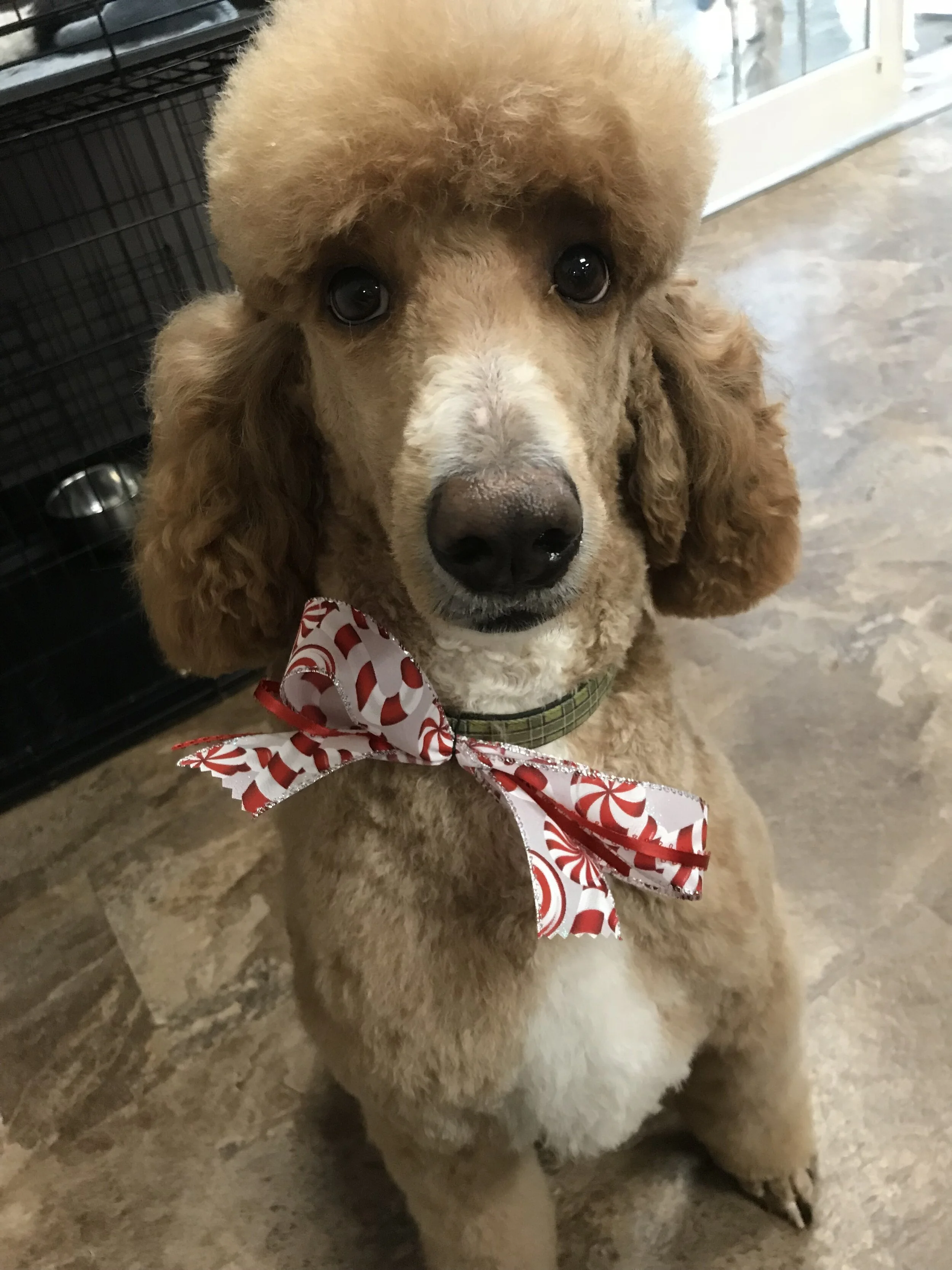 Why Do Groomers Pluck Dogs Ears